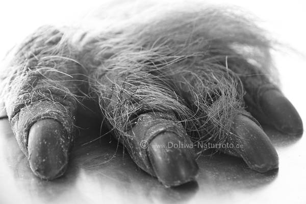 Affenklaue Tierhand des Orang-Utan behaarte Finger Ngel