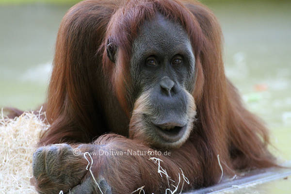 Orang-Utan Portrt Menschenaffe Pongo Pygmaeus rothaariges Fell 