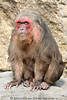 Bärenmakak Affe Bild Macaca arctoides rotes Gesicht im Sitz ernsthaft beobachtend