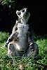 Katta Lemur Catta heulende Halbaffe nächtliche Geister