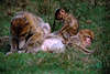 Magot Affenfamilie Macaca sylvanus Berberaffen Tierfoto Fellpflege mit Kind
