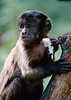 Kapuziner Affe Foto Weißschulter Cebus capucinus Tierporträt