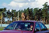 Affensafari Foto Wildpark Besucherauto mit Schweinsaffe auf Dach Serengeti Tierfahrt