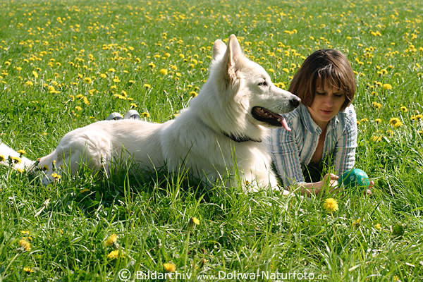Weier Hund mit Frauchen auf Graswiese Wildblumenfeld Frhlingsblte liegen