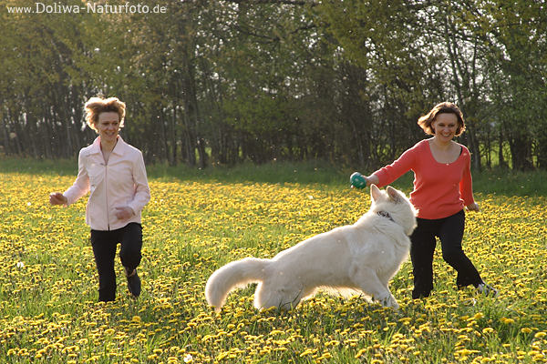Schferhund Frhlingslauf mit FrauenPaar in Blumenfeld gelber Bltenwiese Spass