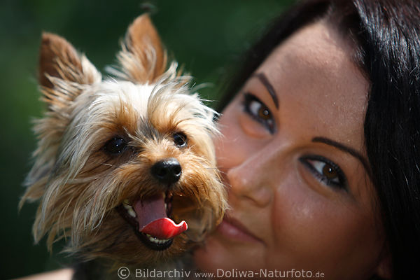 Zwerghund Yorkshire Terrier Schnauze ausgestreckte Zunge am Frauchen Gesicht