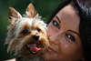 Zwerghund Yorkshire Terrier Schnauze ausgestreckte Zunge am Frauchen Gesicht