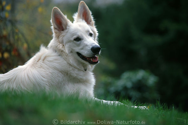 Schferhund weiss sss lcheln friedliche Schnauze niedlich im Grnen
