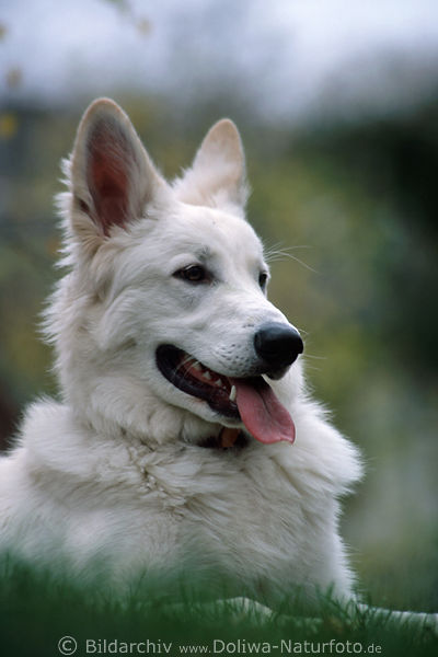 Weier Schferhund im Gras ssser Lunes Haushund Tierportrt