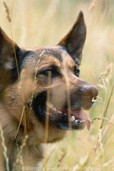 Schferhund Maul-Zhne Zunge in Gras