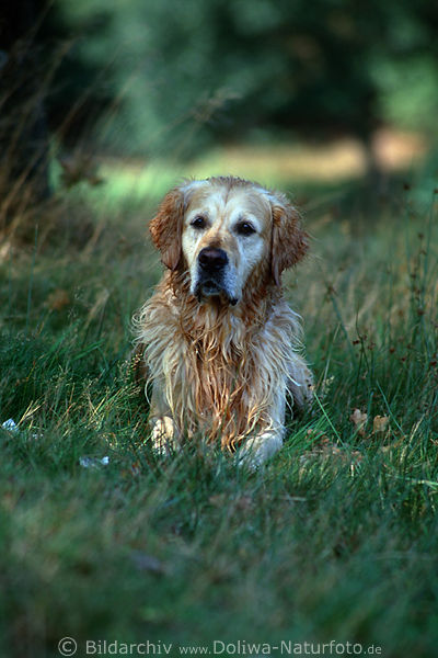 Golden Retriever nass im Gras