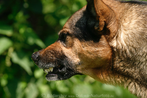 Bser Hund knurrende scharfe Zhne bedrohlich seitlich Profilbild