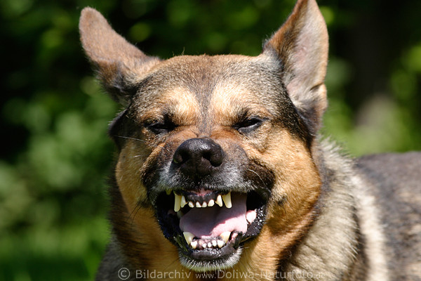 Hunde Zähne scharf böse beissen drohen