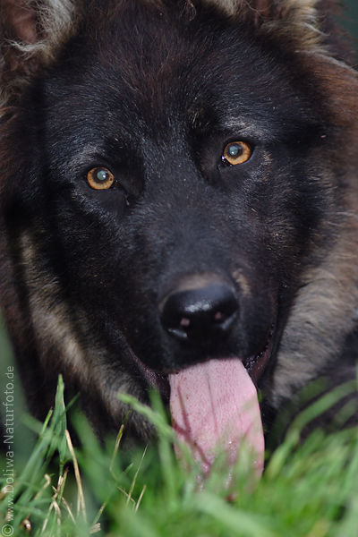 Hund zeigt Zunge Augenkontakt schwarze Schnauze friedlicher Blick Fell dunkel im Gras