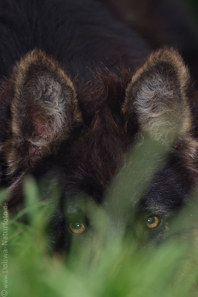 Hundeblick Tieraugen hinter Grser Ohren dunkles Fell