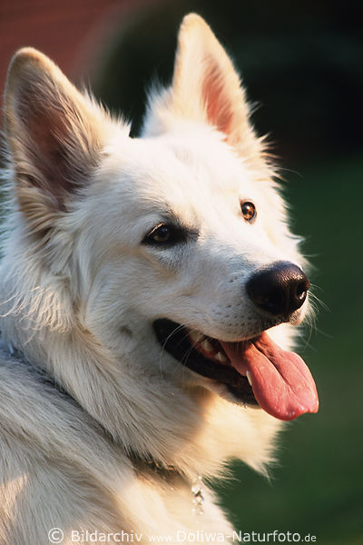 Amerikanisch-Canadischer weier Schferhund frhliche Schnauze