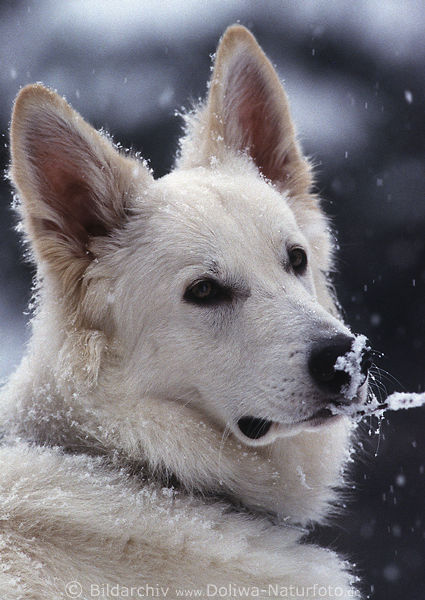 Weier Hund Schnauze im Schneefall Maul