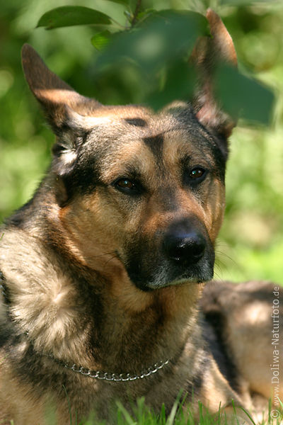 Schferhund Kopf mit Kette um Hals