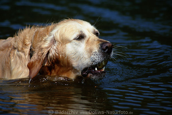Golden Retriever schwimmender Hund Maul Zhne im Wasser