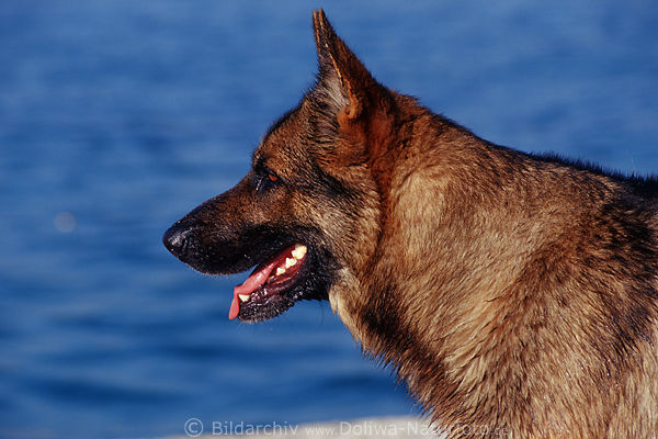 Schferhund Profil Schnauze vor blauem Wasser