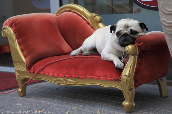 Hundesofa mit Mops Pug ssse Schnauze liegend Portrt