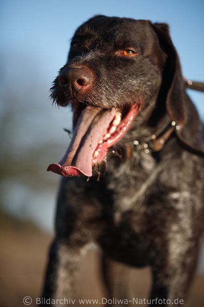 Jagdhund Vorderblick Schnauze Langzunge Kopf Nahaufnahme Rassehund Tierportrt