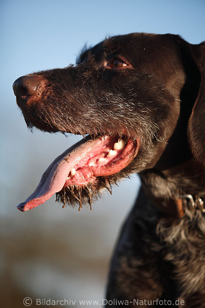 Jagdhund lange Zunge Schnauze Kopf Rassehund seitliches Portrt