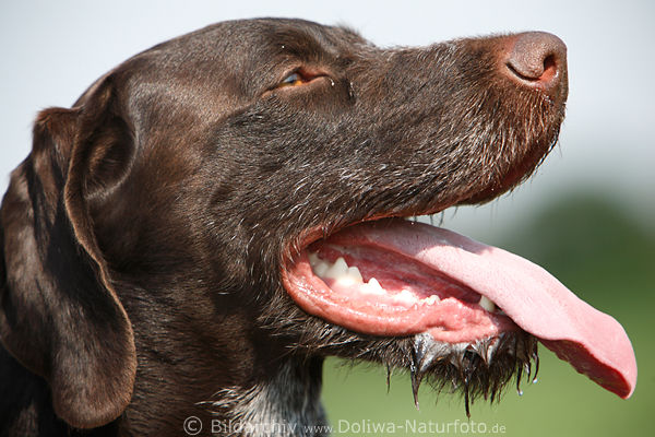 Jagdhundzunge Kopf Schnauze Drahthaar Rde seitlich Portrt