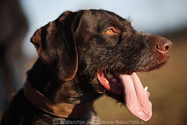 Jagdhund Kopf Zunge Schnauze Portrt seitlich Drahthaar Rassehund