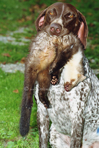 Pointer Jagdhund mit Steinmarder im Maul