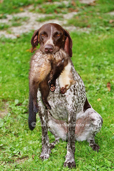 Pointer Jagdhund mit Marderbeute in Zhnen