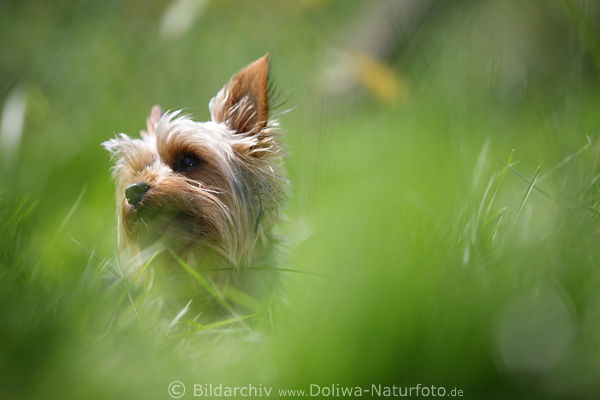 Hundkopf Schnauze im Grngras Versteck Yorkshire Terrier Zwerghund Tierportrt