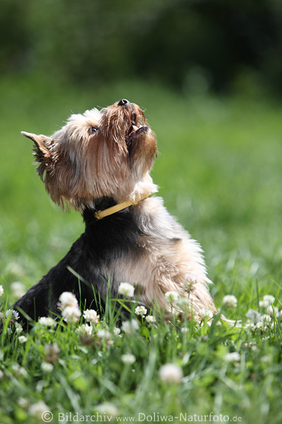 Yorkshire Terrier Kopf Hochblick Sitz im Gras Rassehund auf Grnwiese in Natur