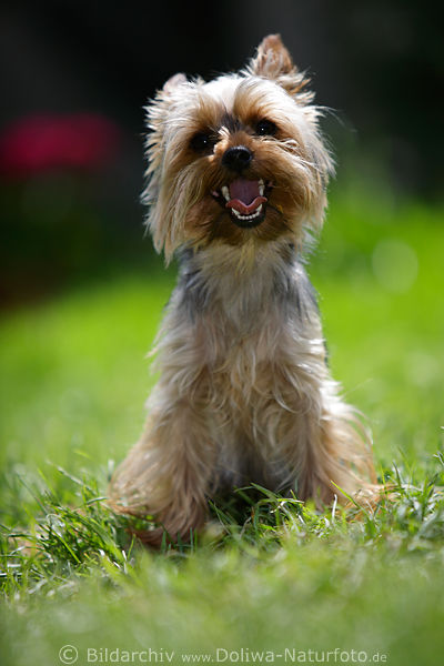 Terrier Yorkshire Hochsitz Frontal frhlich niedliches Tierportrt Zwerghund auf Wiese