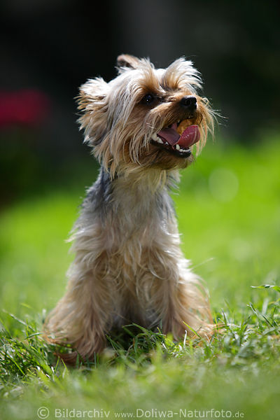 Hund Yorkshire Terrier ausgestreckte Zunge Sitzportrt auf Grnwiese