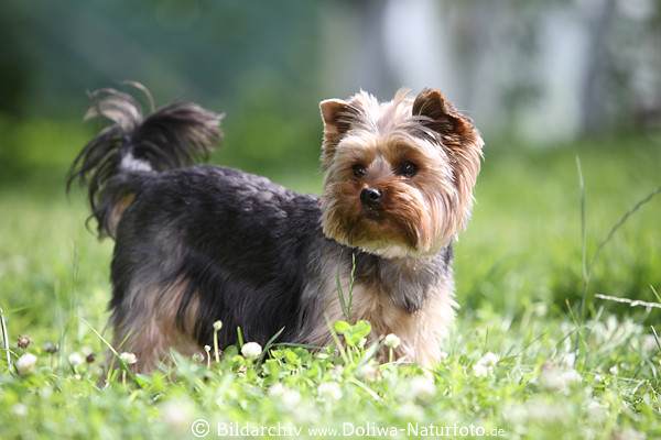 Zwerghund Yorkshire Terrier Braunkopf grauer Rcken Schwanz Tierportrt im Gras Grnwiese