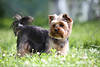 1204553_Zwerghund Yorkshire Terrier Bild Braunkopf grauer Rcken Schwanz Tierportrt im Gras Grnwiese
