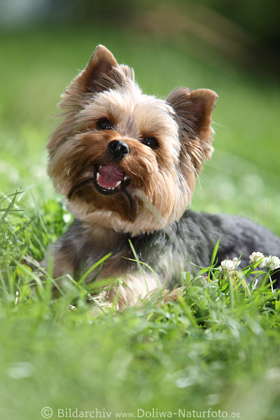 Yorkshire Terrier Zwerghund ssse Schnauze auf Grnwiese