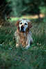 Golden Retriever nass im Gras liegendes Hund Porträt Fotografie