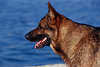 0179_Deutscher Schäferhund Schnauze Profilfoto vor blauem Wasser brauner Haustier seitliches Porträt