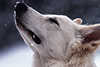 Weißer Schäferhund Winterbild Schnauze Nase wittert seinen ersten Schnee