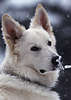Weißer Schäferhund Schnauze Ohren Bild im Schneefall Maul Tierporträt mit Zweig