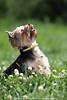 Rassehund Yorkshire Terrier Bild Kopf Hochblick Sitz im Gras Hochformat Naturaufnahme auf Grünwiese