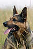 3845_ Schäferhund Naturbild im Feldgras Tierporträt im Hochformat