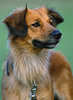 Terrier Bild braun Kleinhund mit Klappohren süsse Schnauze Tierporträt