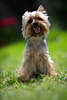 807388_Terrier Yorkshire Hochsitz Frontalfoto fröhlicher Zwerghund niedliches Tierporträt auf Wiese