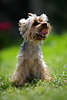 807389_Hund Yorkshire Terrier ausgestreckte Zunge Foto Sitzporträt auf Grünwiese Tierbild kleines Zwerghundes