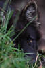 Hund böser Augenblick aus dem Versteck dunkler Schwarzkopf hinter Grüngras
