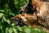 Böser Hund knurrende scharfe Zähne bedrohlich seitlich Profilbild