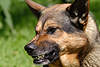 Hund knurren böse Zähne drohen scharf grinsend Maul Bild Tierfotografie